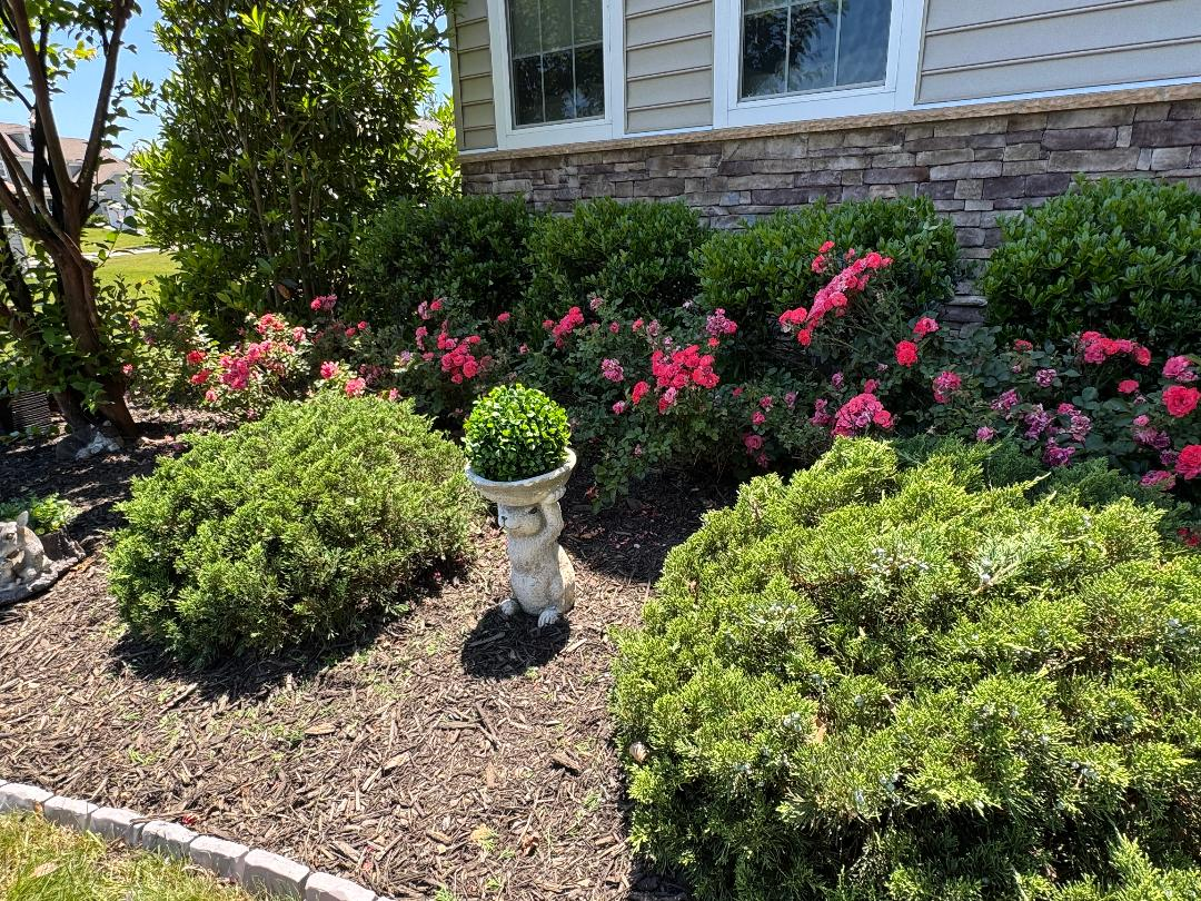 A beautifully kept suburban front yard