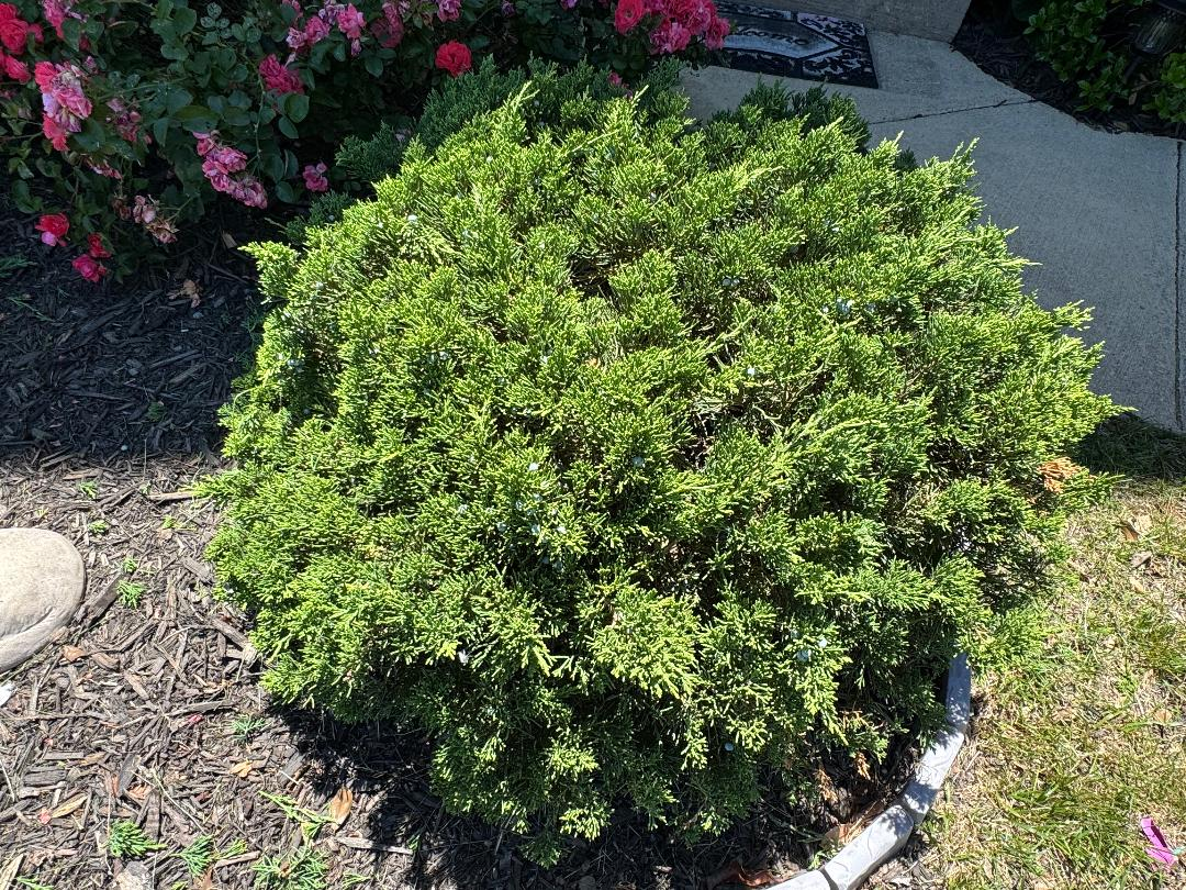 Close-up of healthy manicured green grass